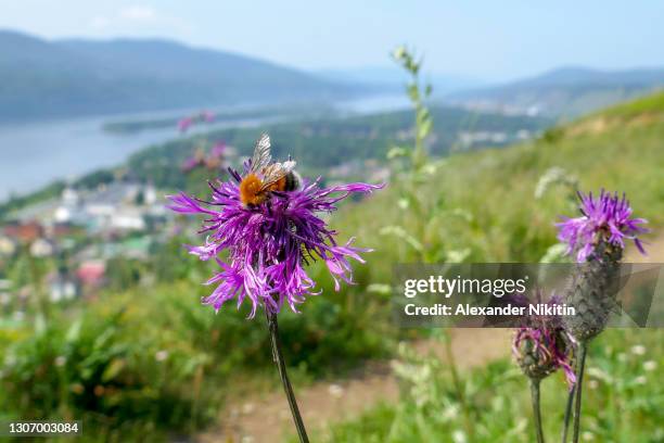 blooming thistle on the banks of the yenisei river - bee flower grass stock-fotos und bilder