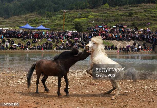 Spectators watch two horses fighting in a competition to pray for favorable weather and bumper harvest at Rongshui Miao Autonomous County on March...
