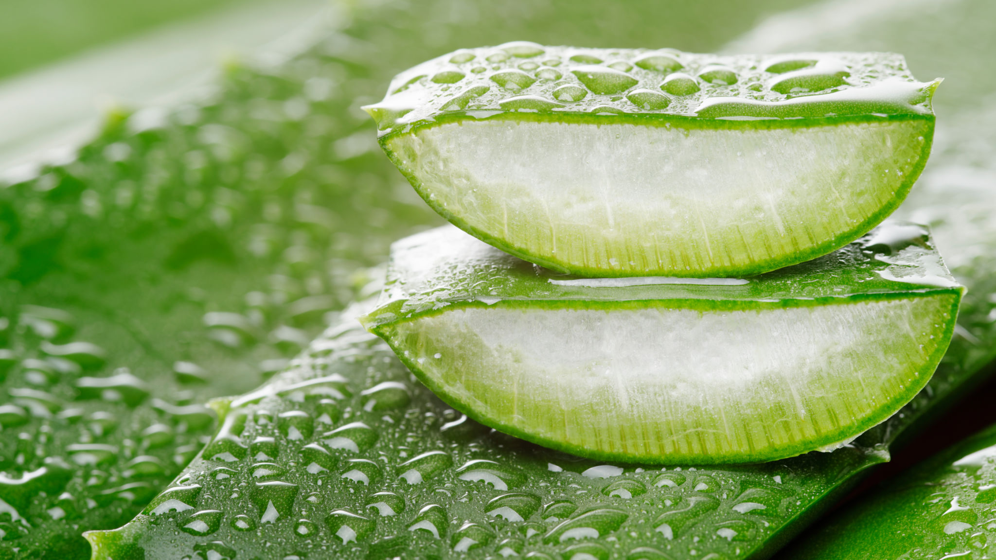 Sliced green aloe vera plant with water droplets Sliced green aloe vera plant with water droplets