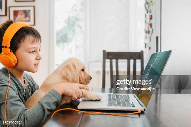 homeschooling is kind of interesting - dog homework stock pictures, royalty-free photos & images