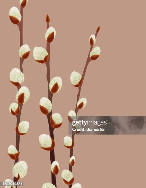 illustrations, cliparts, dessins animés et icônes de fond de willow de chatte de ressort - saule blanc