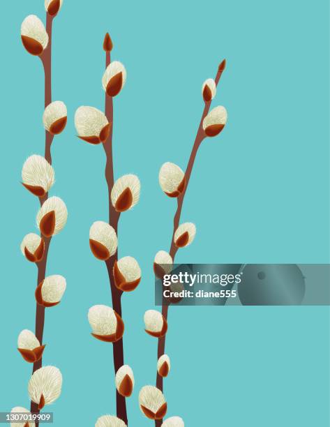 illustrations, cliparts, dessins animés et icônes de fond de willow de chatte de ressort - saule blanc