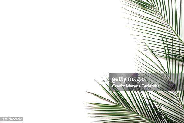 palm leaves on an isolated white background. - leaf palm stock-fotos und bilder