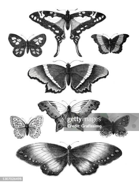 butterfly papilio nymphalidae illustration 1871 - styles stock illustrations