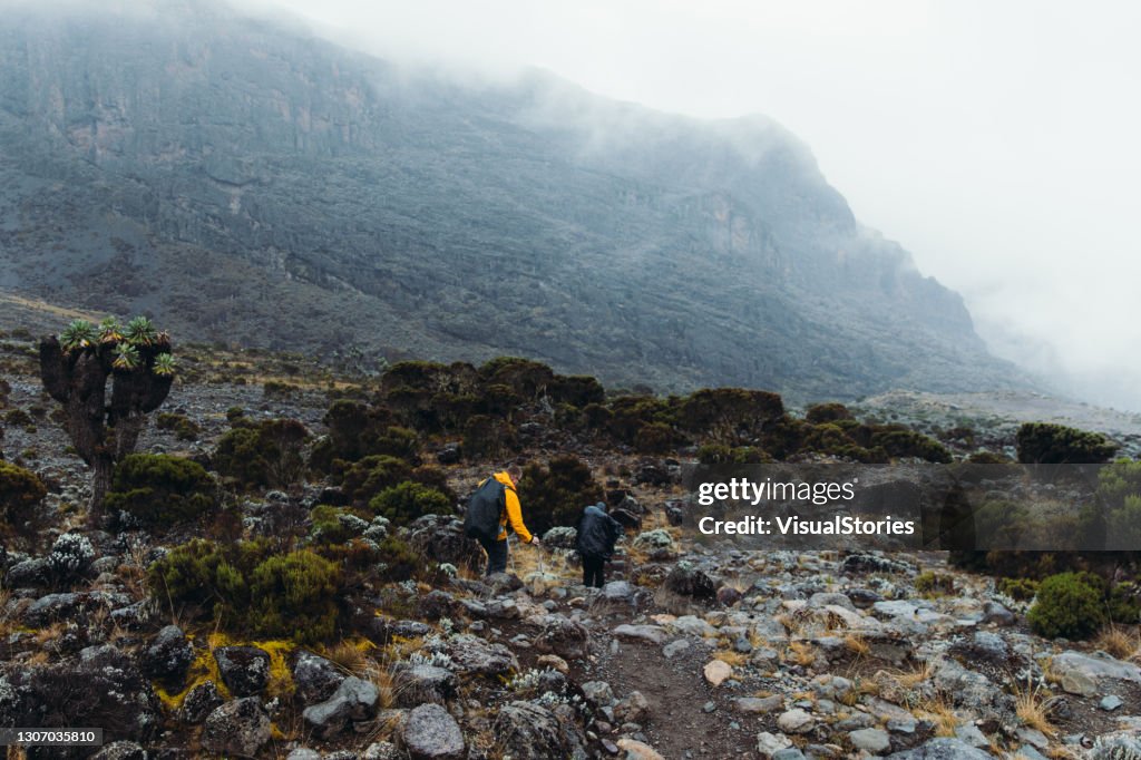 Junger Mann in gelber Jacke wandert durch die dramatische Vulkanlandschaft mit surrealen Bäumen im Nebel im Kilimanjaro Nationalpark