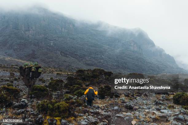 junger mann in gelber jacke wandert durch die dramatische vulkanlandschaft mit surrealen bäumen im nebel im kilimanjaro nationalpark - berg kilimandscharo stock-fotos und bilder