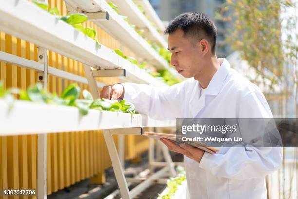 asian scientists are checking the growth of vegetables - hydroponics stock pictures, royalty-free photos & images