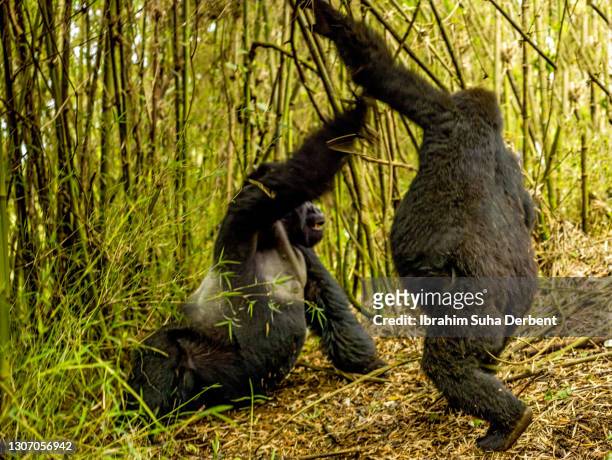 the scene of silverback and black back mountain gorillas (gorilla beringei beringei) fighting in volcanos national park, rwanda - hairy back man stockfoto's en -beelden