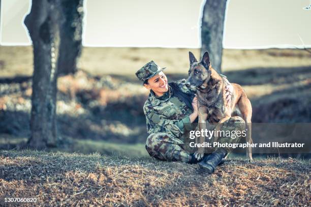 militärischer arbeitshund - police dog stock-fotos und bilder