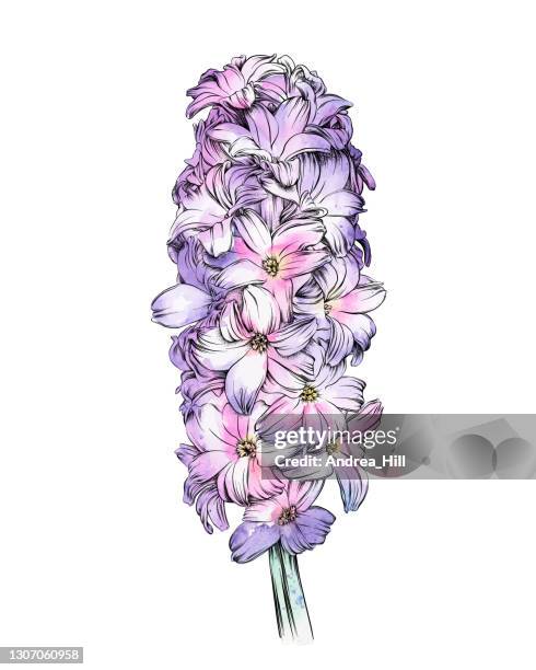 floral watercolor and pen drawing of a hyacinth flower - vector pen and ink sketch. eps10 vector illustration - seringa stock illustrations