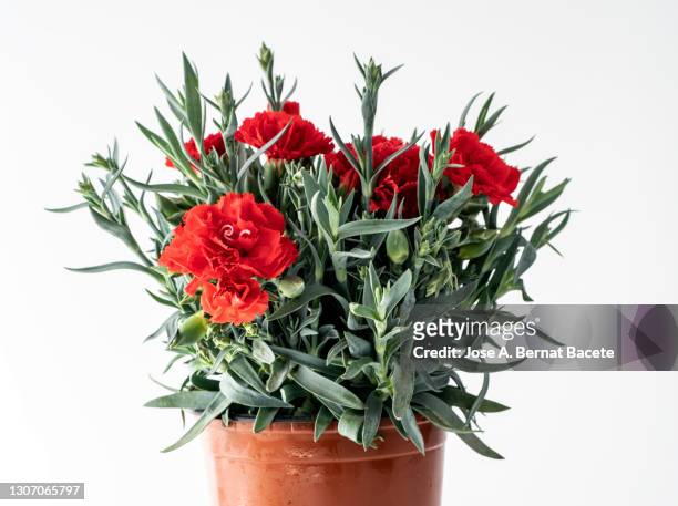 close-up of red carnation (dianthus carnelia), in a flowerpot on a white background cut-out. - flower arrangement carnation ストックフォトと画像