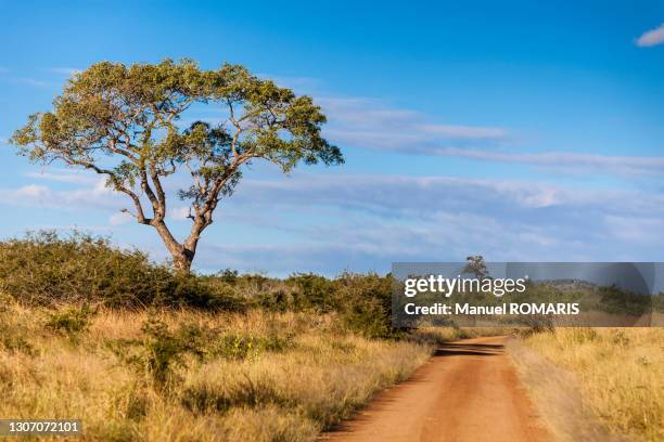 acacia and dirt road - parc national de krüger photos et images de collection