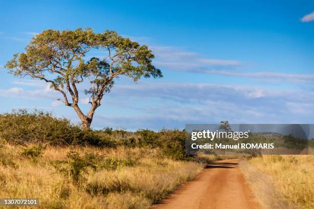 acacia and dirt road - kruger game reserve stock pictures, royalty-free photos & images