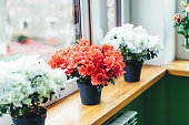 Red and white Indian azaleas on the windowsill. Home mini potted plants. Selective focus