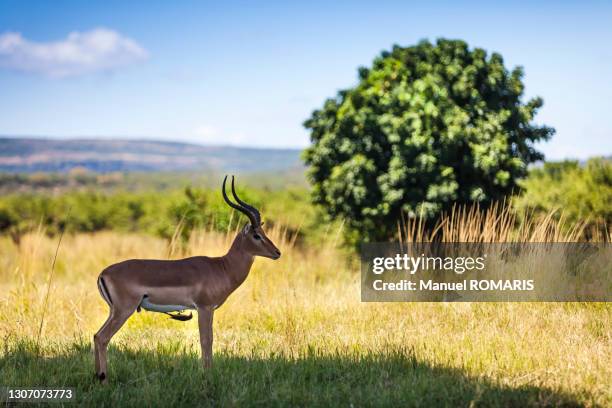oxpecker under impala - impala stock-fotos und bilder