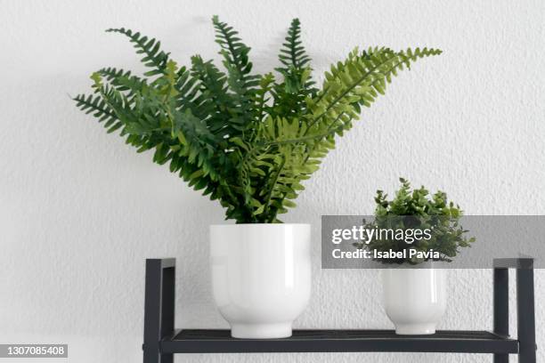 houseplants on a shelf - small home stock pictures, royalty-free photos & images