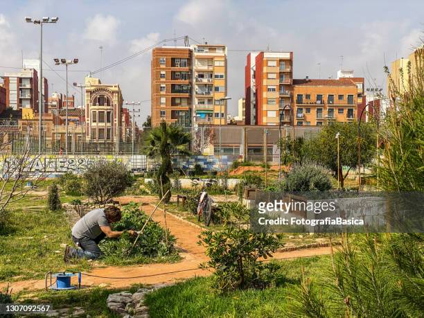 man gardening plants in urban orchard - jardim na cidade imagens e fotografias de stock