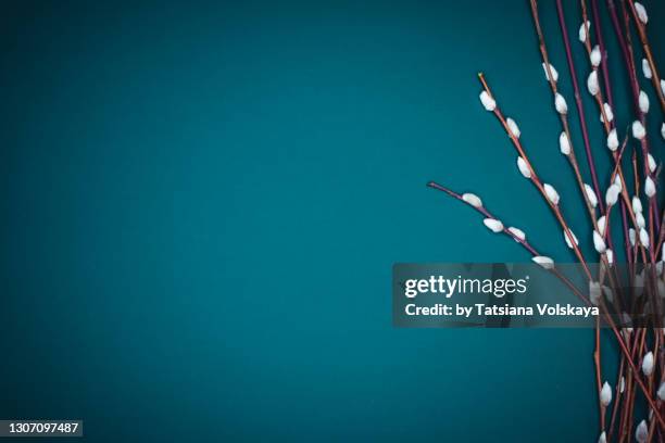 early spring natural background - saule blanc photos et images de collection