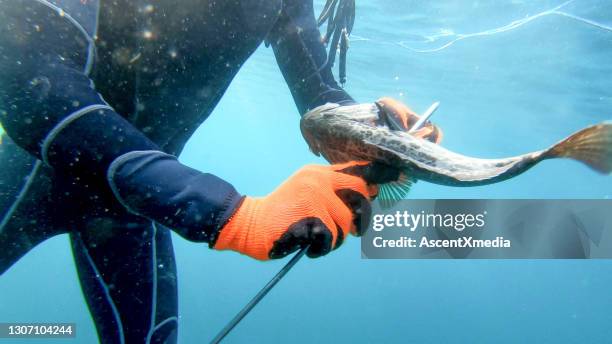 vista submarina de joven sacando peces de lanza - arpón fotografías e imágenes de stock