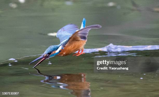 a beautiful kingfisher emerging from the water holds two caught fish in its beak against a slightly blurred river background - tiere bei der jagd stock-fotos und bilder