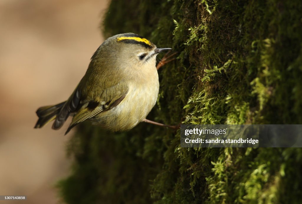 A Goldcrest, Regulus regulus, hunting for insects to eat in the moss covered trunk of a Tree.
