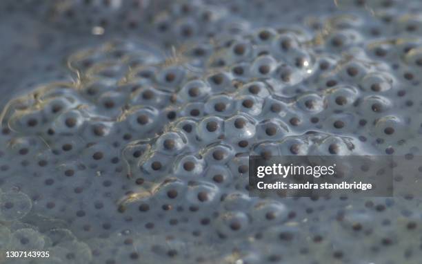 a clump of common frog spawn in a stream. - grenouille rousse photos et images de collection