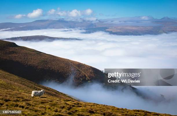 rural welsh landscape - sheep stock pictures, royalty-free photos & images