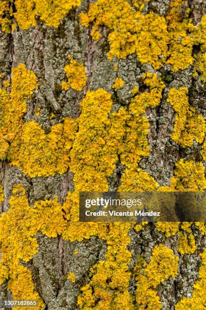 lichen on tree bark - lachen photos et images de collection