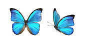 Two beautiful blue tropical butterflies in flight with wings spread.