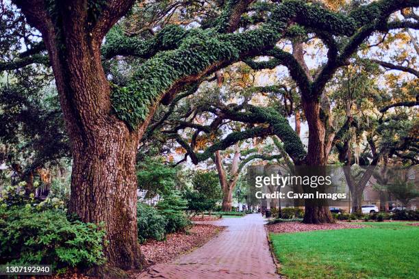 public square beautiful willow trees - savannah stock pictures, royalty-free photos & images