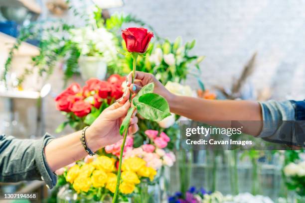 Handing Out Roses 666 San Valentin Day Stock Photos, High-Res Pictures, and Images ...