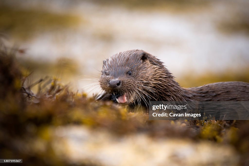 A young Eurasian Otter eating a Mackerel on the seashore
