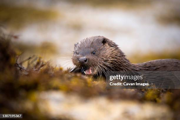 a young eurasian otter eating a mackerel on the seashore - mustela vison stock pictures, royalty-free photos & images