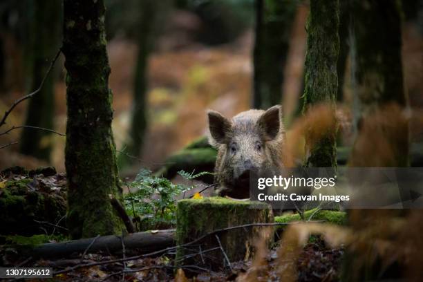 a wild boar deep within a forest - wild hog stock pictures, royalty-free photos & images