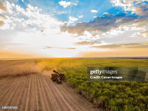 harvesting sugarcane as part of biofuels production in brazil - cana de acucar imagens e fotografias de stock