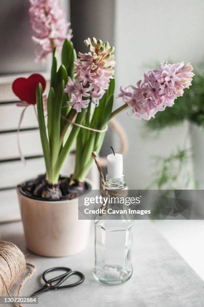 still life with wooden tray, hyacinths, candles and scissors. - muscari armeniacum stock-fotos und bilder