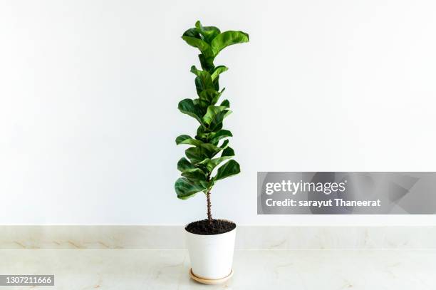 ficus lyrata teak banyan tree in a white wall room. - violin stock pictures, royalty-free photos & images