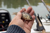 Close-up of a live bait for pike fishing
