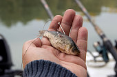 Close-up of a live bait for pike fishing