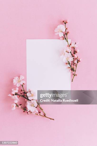 almond tree twigs in bloom with white paper sheet mockup on white background. - almond tree photos et images de collection