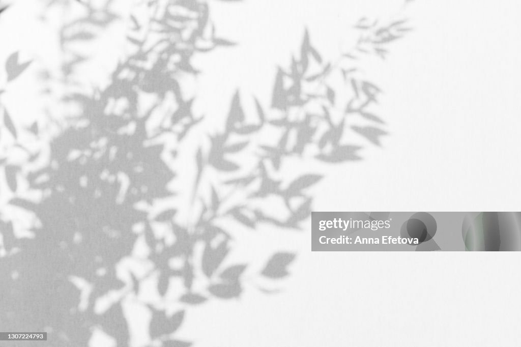 Abstract ultimate gray shadows from tropical plant leaves of bamboo on white background. Black and white shadow isolated for your design and art. Trendy monochrome color of the year 2021. Flat lay style with copy space