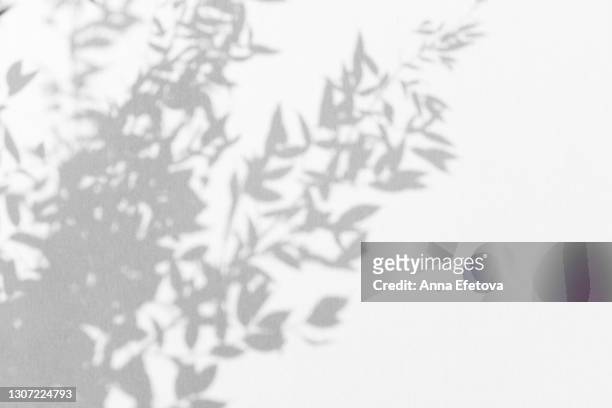 abstract ultimate gray shadows from tropical plant leaves of bamboo on white background. black and white shadow isolated for your design and art. trendy monochrome color of the year 2021. flat lay style with copy space - ombra foto e immagini stock