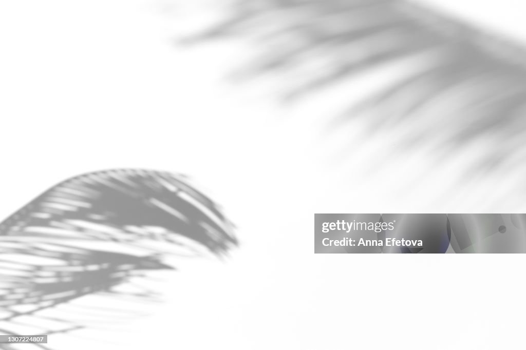 Abstract ultimate gray shadows from tropical palm or fern on white background. Black and white shadow isolated for your design and art. Trendy monochrome color of the year 2021. Flat lay style with copy space