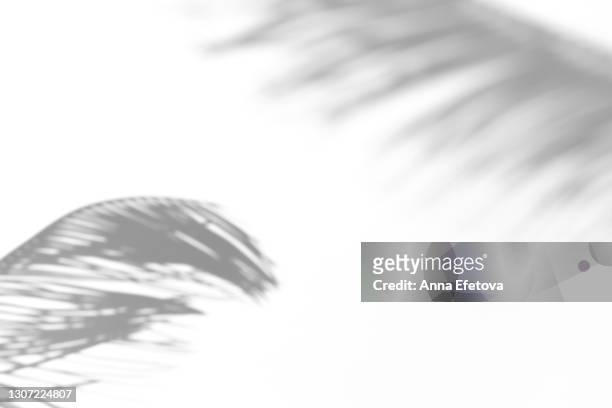 abstract ultimate gray shadows from tropical palm or fern on white background. black and white shadow isolated for your design and art. trendy monochrome color of the year 2021. flat lay style with copy space - palmera fotografías e imágenes de stock