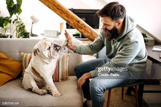 high-five - engelsk bulldog bildbanksfoton och bilder