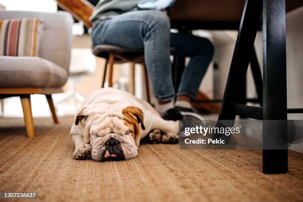 dog is sleeping next to his owner working desk - english bulldog stock pictures, royalty-free photos & images