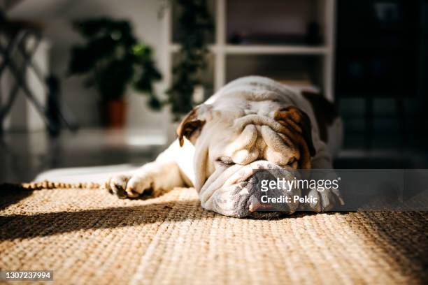 bulldogge schlafen - schnauze stock-fotos und bilder