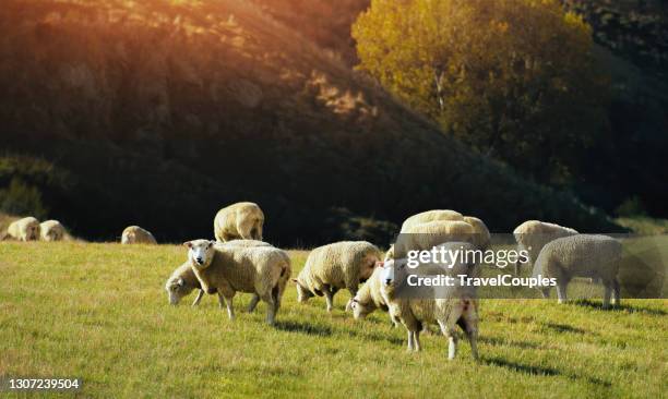 sheep in new zealand. new zealand live stock. sheep and cattle on a farm. flock of sheep on the meadow - new zealand cow foto e immagini stock