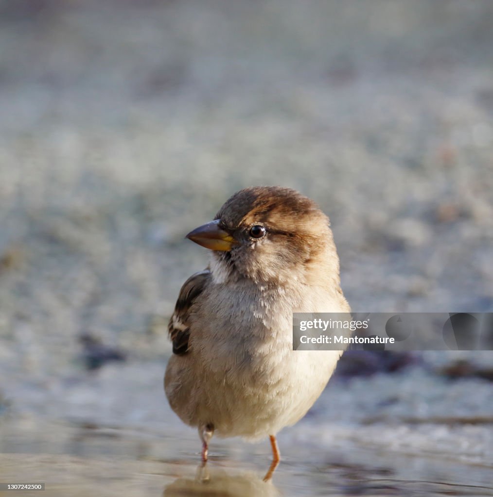 House Sparrow (Passer domesticus) Female Bathing