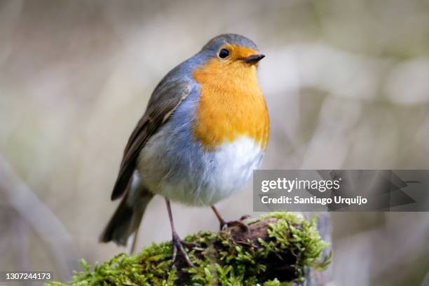 european robin perched on moss - rotkehlchen stock-fotos und bilder